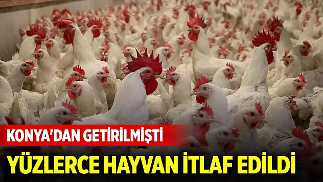 Konya'dan giden kanatlılarda kuş gribi tespit edildi! Yüzlerce hayvan itlaf edildi