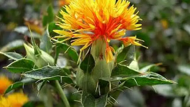 Fiyat artışı yağ sanayicilerini aspire yöneltti