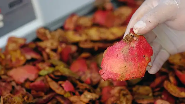 Selçuk Üniversitesinin hazırladığı proje ile nar kabuğu köpeklerin sağlığını koruyacak