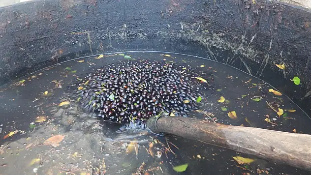 İsmi ilçeye verilen ağaç... Doğada kendiliğinden yetişiyor, yağının litresi 400 liraya satılıyor