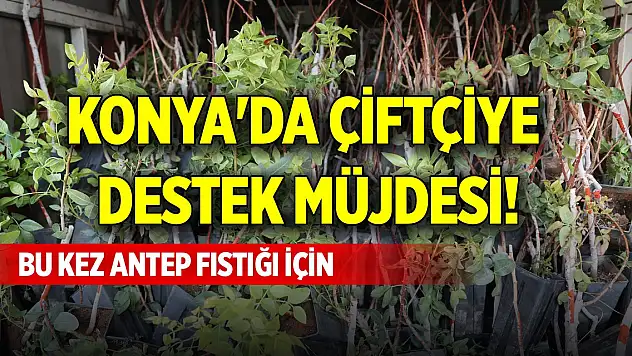 Konya'da çiftçiye destek müjdesi! Bu kez Antep fıstığı için