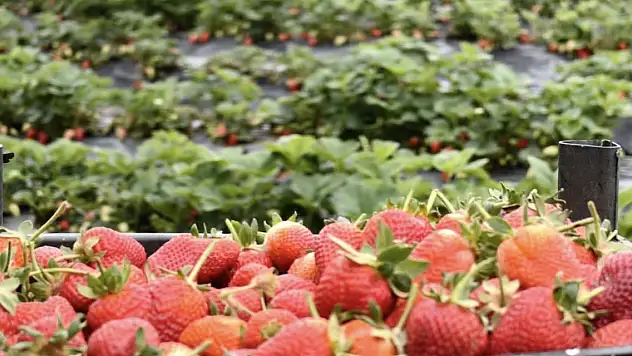 Coğrafi işarette Konya ikinci sırada