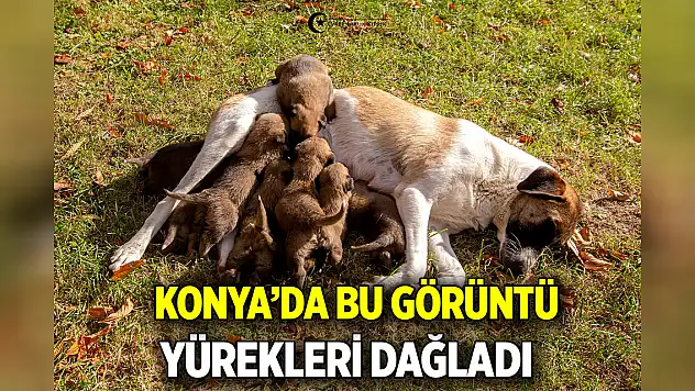 Konya'da bu görüntü  Yürekleri dağladı
