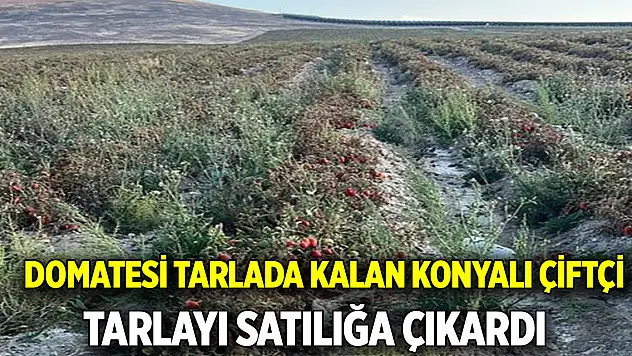 Domatesi tarlada kalan çiftçi  Tarlayı satılığa çıkardı