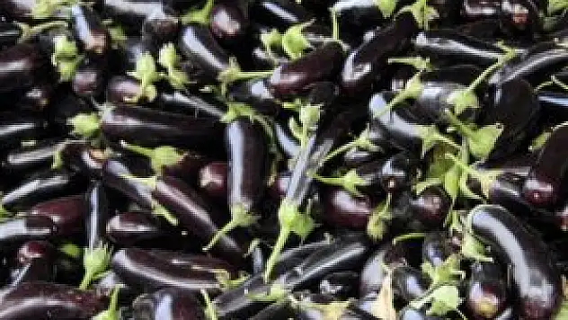 Patlıcan rekora koşuyor