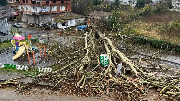 Olumsuz hava şartları etkili oldu! 650 yıllık anıt ağaç yıkıldı