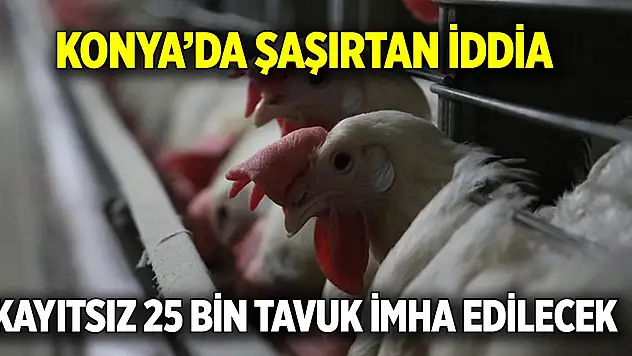 Konya'da şaşırtan iddia  Kayıtsız 25 bin tavuk imha edilecek