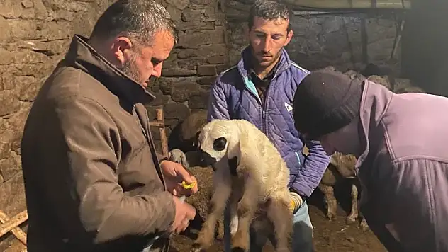 Konya Beyşehir'de küçükbaş hayvanlar sağlık taramasından geçiriliyor