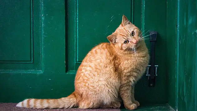 Kediyi öldürüp, yiyen kadının cezası belli oldu