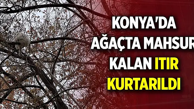 Konya'da ağaçta mahsur kalan Itır için seferler oldular