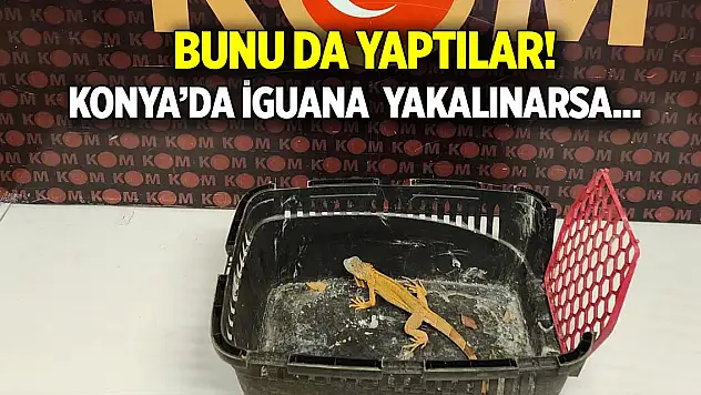 Konya'da iguana bulundu  Sahibi şaşkına döndü