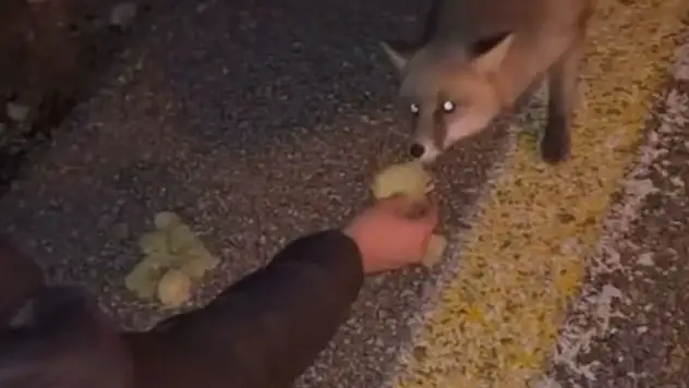 Tilkiyi cipsle besledi, o anları kayda aldı