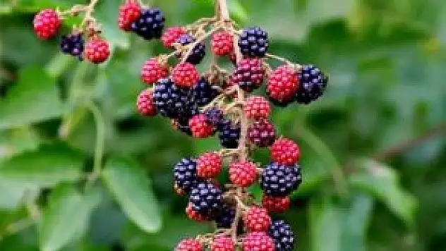 Kansere karşı mucize kalkan