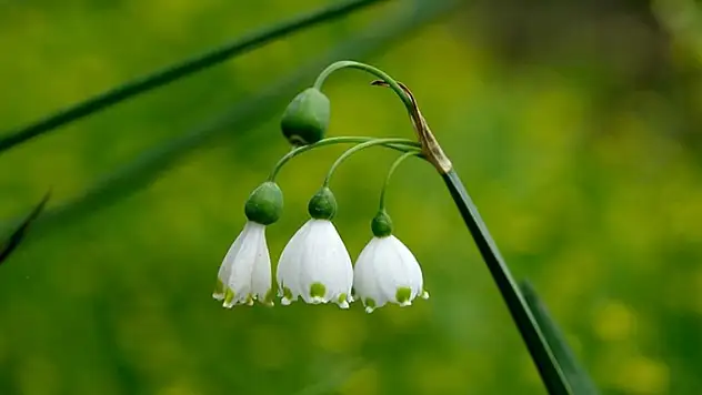İhracı yasak ve kotaya tabi bitkiler açıklandı