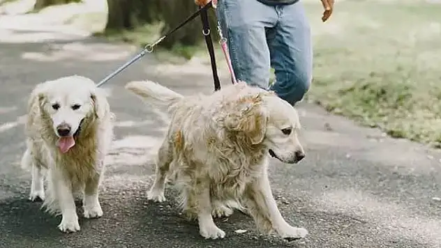Yönetmelik yürürlüğe girdi! Artık buna uymak zorunlu hale geldi