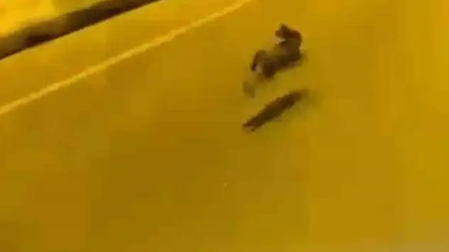 Otoyolda gördüğü tavşanla yarıştı
