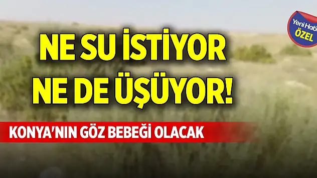 Ne su istiyor ne de üşüyor! Konya'nın göz bebeği olacak