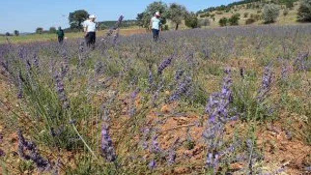 Kıraç topraklar lavanta kokmaya başladı