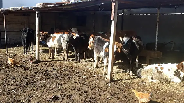 Konya'da kaybolan inekler dronla bulundu