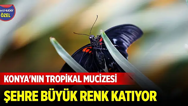 Konya'nın tropikal mucizesi şehre büyük renk katıyor