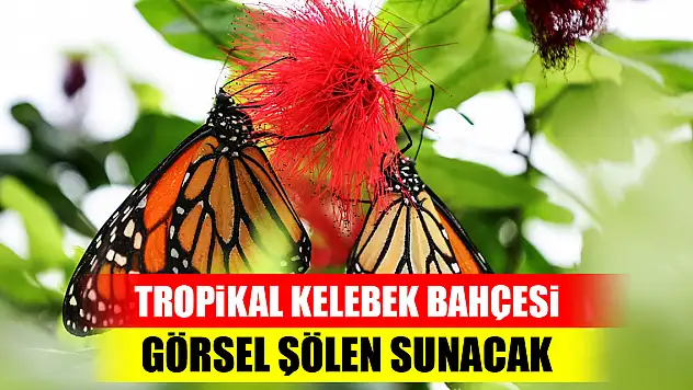 Tropikal Kelebek Bahçesi görsel şölen sunacak