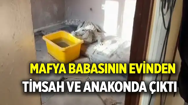 Mafya babasının evinden  Timsah ve anakonda çıktı