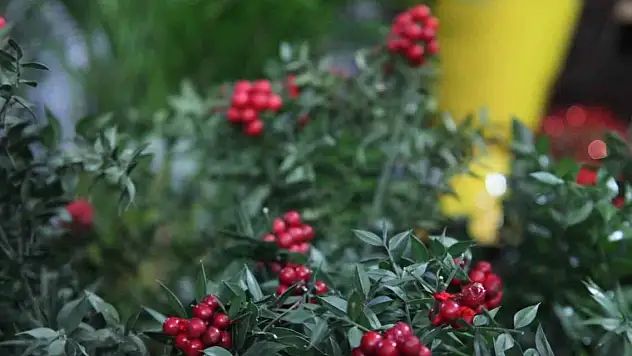 Konya'da buketi 400 liradan satılıyor!