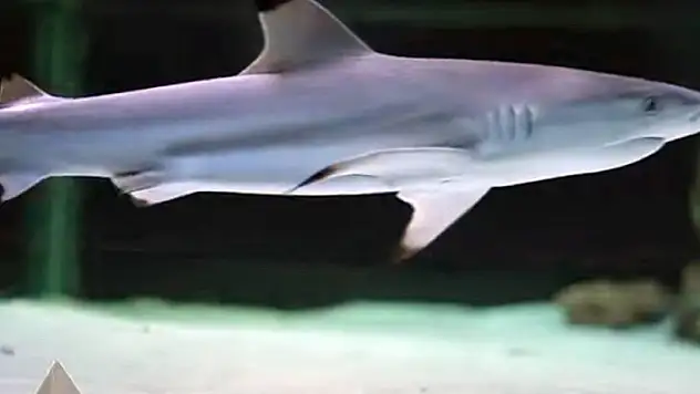 Mısır'da köpek balığı saldırısı: 1 ölü, 1 yaralı