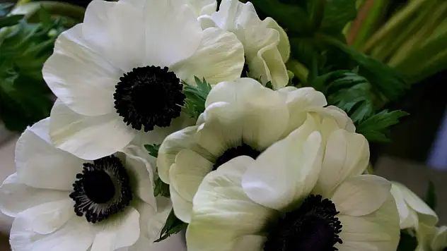 Mağazalarda Bulabileceğiniz Çiçek Çeşitleri