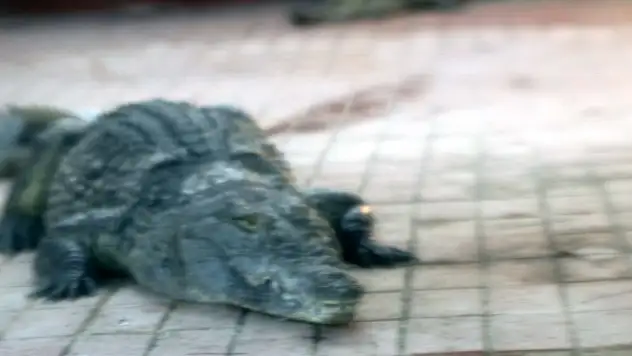 Türkiye'de 2 timsah yakalandı!