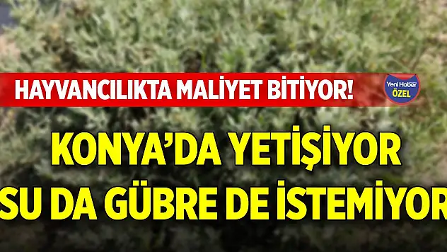 Hayvancılıkta maliyet bitiyor! Konya'da yetişiyor, su da gübre de istemiyor