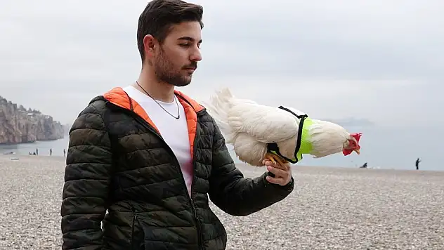 Denize düşen tavuğu kurtarıp sahiplendi