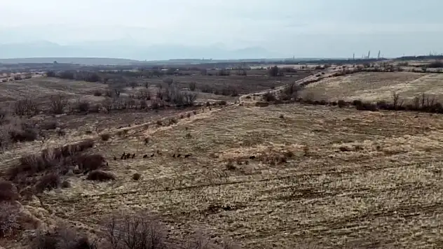 Yaban domuzları kabus oldu