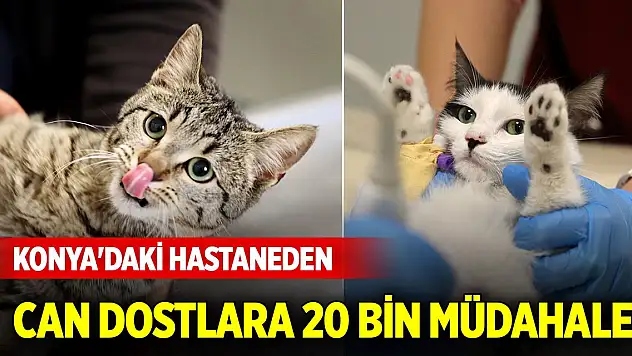 Konya'daki hastaneden can dostlara 20 bin müdahale