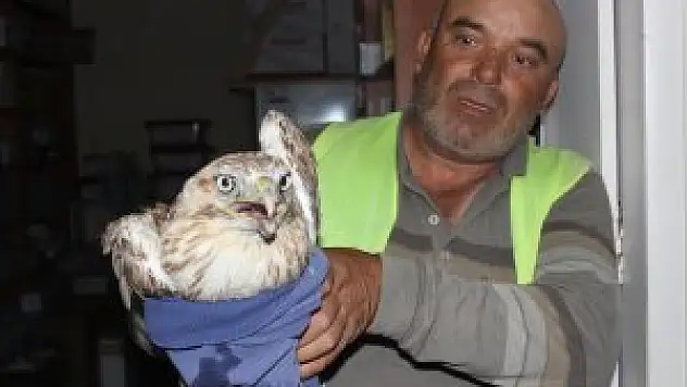 Yaralı şahin tedavi ediliyor