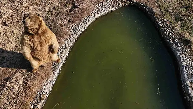 Dron gören ayının sevimli halleri