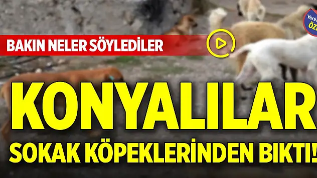 Konyalılar sokak köpeklerinden bıktı! Bakın neler söylediler