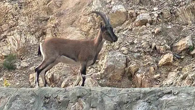 Yaban keçisini avladı, savunması şok etti!