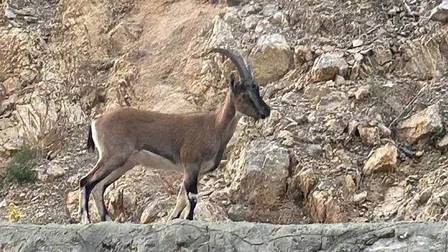 Pes dedirten yalana 660 bin TL ceza