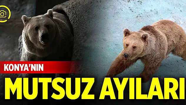 Konya'nın ayıları mutsuz! Sebebi belli oldu
