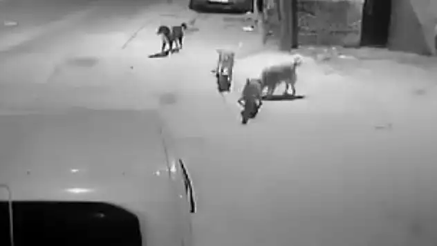 Bursa'da köpek vahşeti! Kediyi parçaladılar