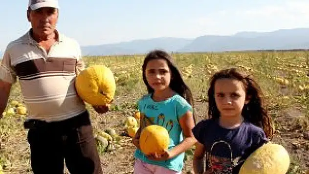 Seydişehir'de kabak üreticisinin yüzü gülüyor