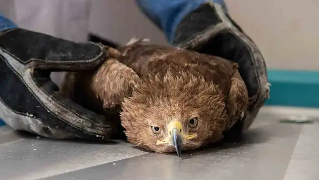 Orta Asya'da kurt avında kullanılan kaya kartalı Konya'da tedavi ediliyor