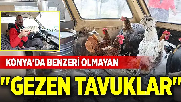 Konya'da benzeri olmayan 'gezen tavuklar'