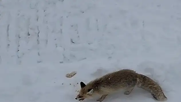 Ekmek yemeyen tilkiyi baklavayla beslediler