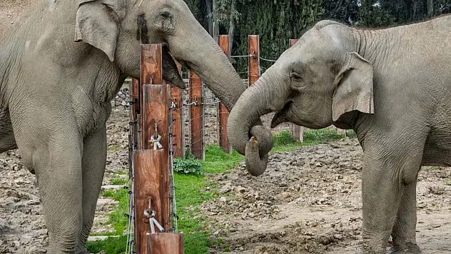 Türkiye'de doğan ilk fil 14 yaşında