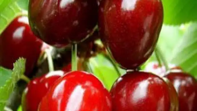 Bu yıl kirazı daha pahalı tüketeceğiz