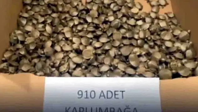 Sarp Gümrük Kapısı'nda 910 su kaplumbağası ele geçirildi