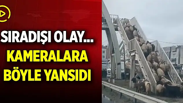 Sıradışı olay... Cep telefonu kamerasıyla görüntülendiler