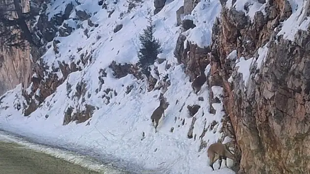 Gidengelmez Dağlarının yaban keçileri kara yoluna indi